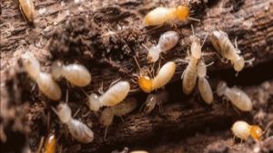 Mengetahui dari Mana Rayap Datang Bisa Selamatkan Rumah Anda dari Kerusakan Parah