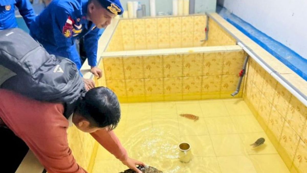 Penyu Sisik Lemas Dipenuhi Teritip Diselamatkan Polisi di Labuan Bajo