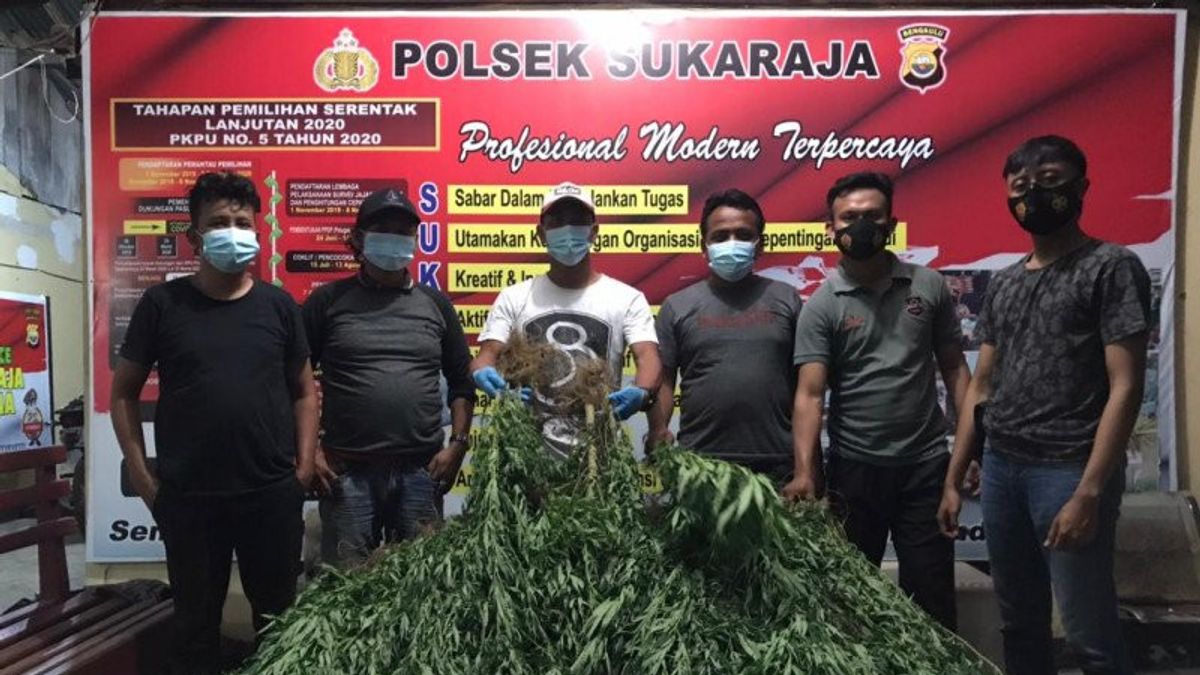 Polisi Bongkar Budidaya Ganja Berkedok Kebun Kopi di Seluma Bengkulu, 2 Pelaku Tengah Diburu 