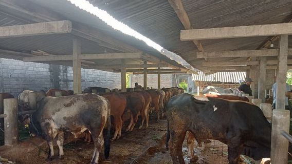 ليس فقط الإنسان ، يجب أيضا وضع الحيوانات في الحجر الصحي لتجنب مرض الحمى القلاعية