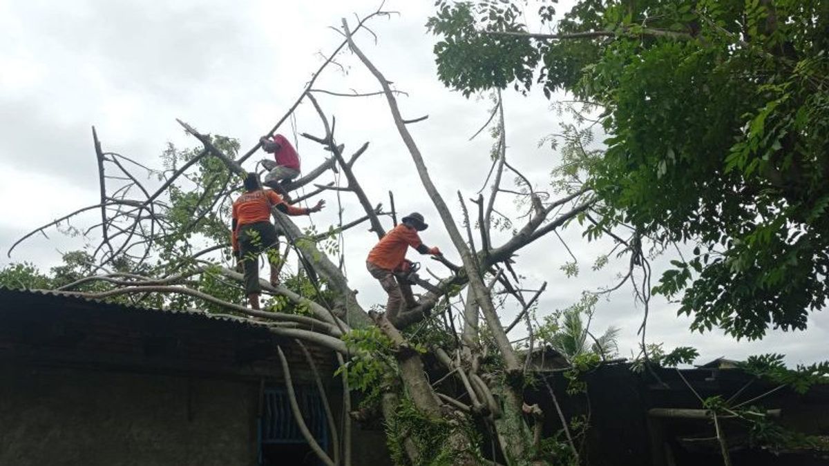 65 Trees Donate Due To Extreme Weather In Padang, BPBD Focuses On Blocking Roads