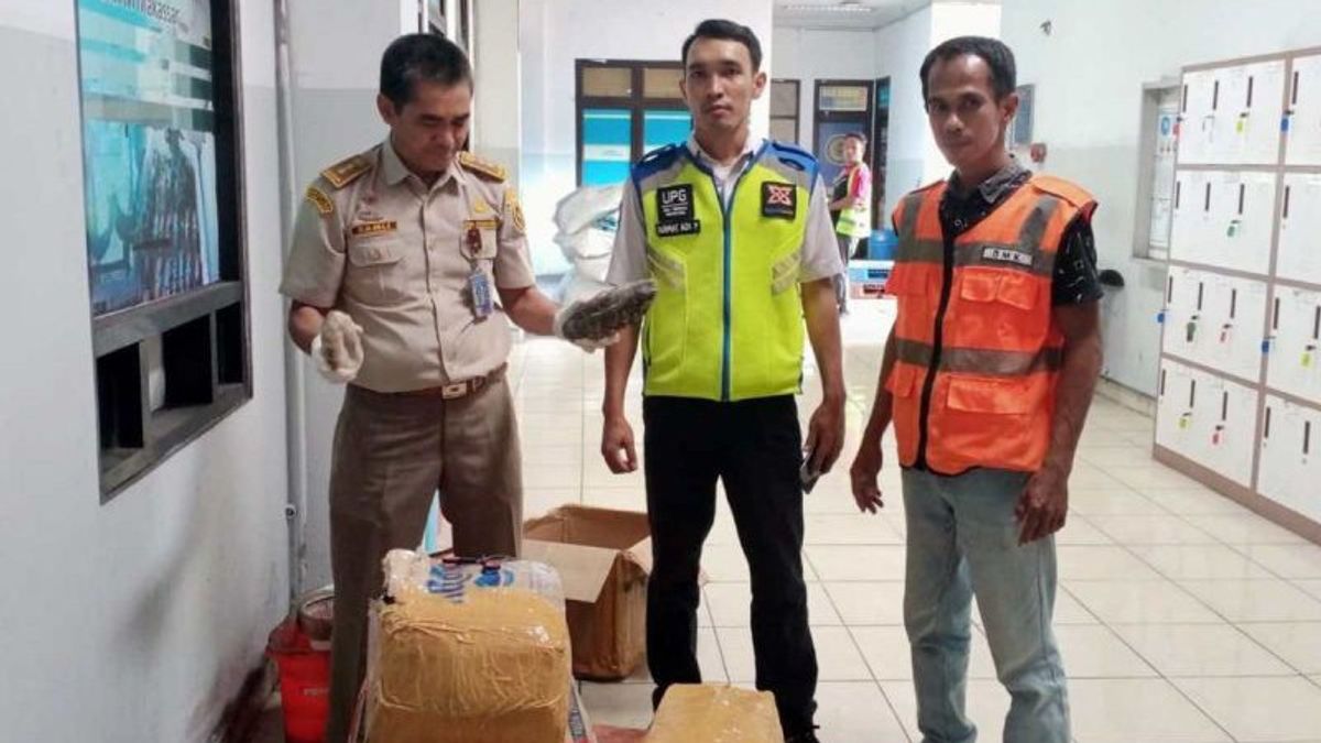 BBKHIT Sulsel Gagalkan Penyelundupan 61 Kilogram Teripang Susu Asal NTT