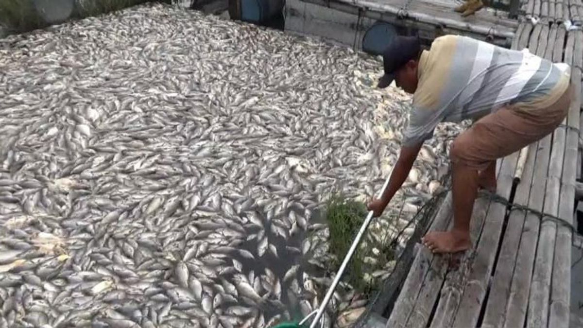 Kematian Ikan Keramba di Kedung Ombo Boyolali Terus Bertambah