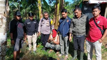 West Pasaman Police Confiscate 44 Cannabis Plants In Polybags