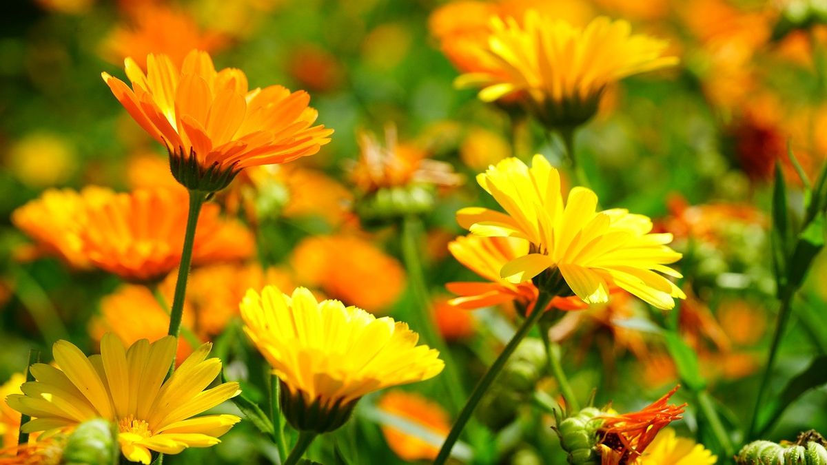 Here Are The Benefits Of Calendula Flowers For Skin Care