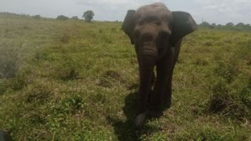 大象未安装 GPS 坎巴斯楠榜在夜间袭击守卫田野的居民，1 名肋骨骨折的受害者