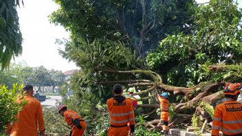 Fallen Tree In Bogor Hits Car And Motorcycle, 8 Injured