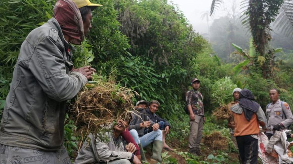 La police de Jatim a trouvé 4 zones de marijuana dans le cadre du mont Semeru