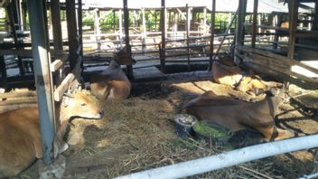 Five Thousand Sacrificial Animals That Will Enter Jakarta Have Not Been Quarantined, DPRD: Should The Supply Be Stopped