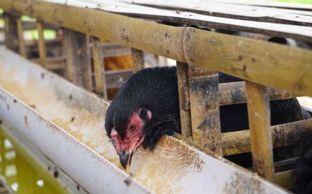 Begini Cara Ternak Ayam Kampung dan Cara Menjualnya