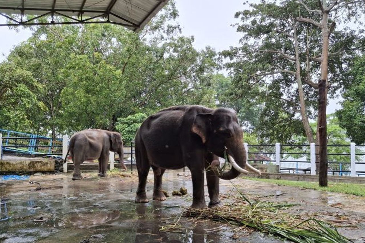 Viral Elephant In Wonogiri Chained, Disporapar: Again Birahi His Behavior Is Aggressive