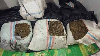 阿查警察挫败了50公斤大麻的流通