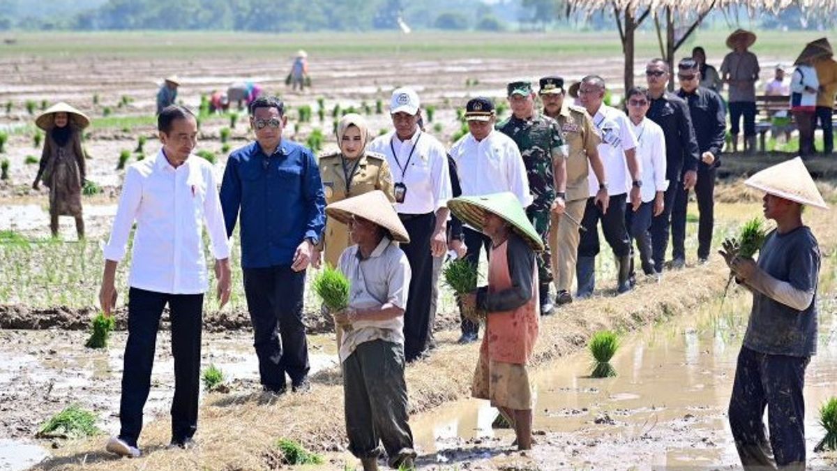 L’entrée de la pluie, Jokowi rappelle aux agriculteurs de Pekalongan de commencer à planter des patates