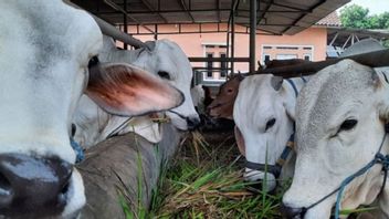 Ahead Of Eid Al-Adha, South Tangerang DKP3 Ensures No Animals Are Infected With LSD