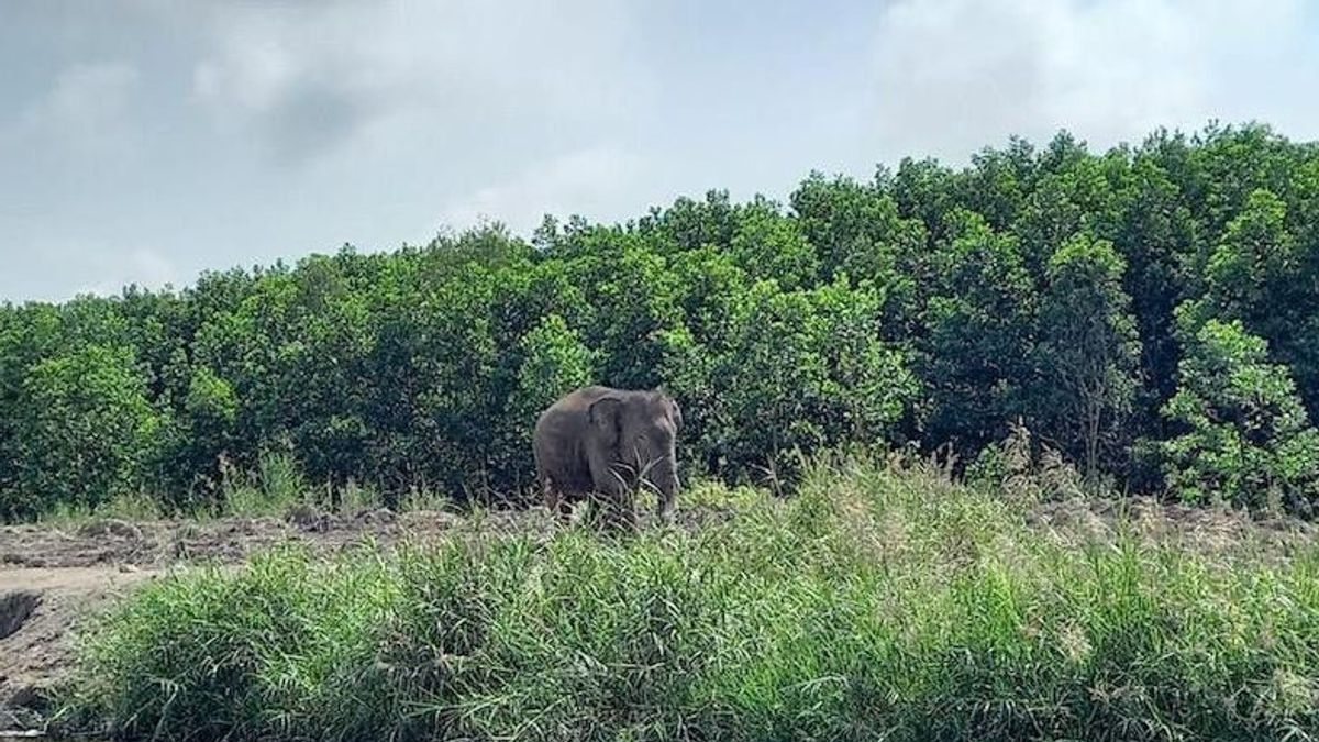 Wild Elephants Reported To Damage Residents' Crops In South OKU