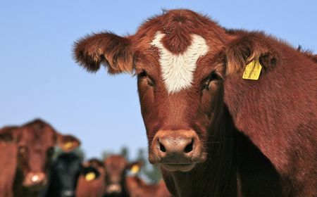 Ada Kasus Sapi Gila di Brasil, Importir China Tetap Beli Daging dari Negeri Samba