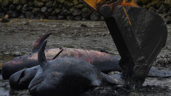 بحث يكشف 52 الحيتان الذين تقطعت بهم السبل في بانغكالان بسبب مرض زعيم مستعمرة