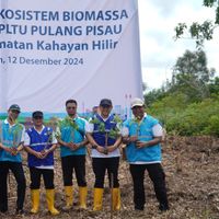 PLN EPI Kelola Tanaman Gamal Untuk Cofiring PLTU Pulang Pisau Kalimantan Tengah