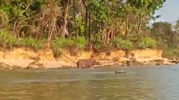 Rare Moment! Rhinocéros De Java Attrapé Sur La Caméra Trempant Dans Ujung Kulon