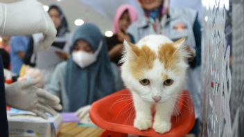 Kenali Gejala dan Pencegahan Rabies pada Manusia dan Hewan Peliharaan