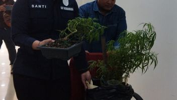 ジャクプス警察は、ブカシの盆栽の木に似た大麻植物を栽培する慣行を解体します
