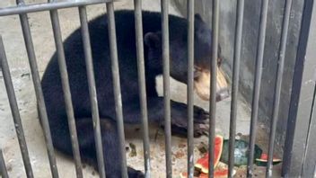 3只蜜熊穿越大海，南加里曼丹的隔离确保安全健康