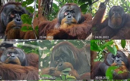 Temuan Perdana, Orangutan Liar  Mengobati Luka Sendiri dengan Tanaman Obat Akar Kuning