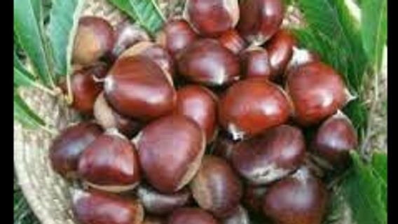 Turunnya Harga Jengkol Jadi Penyumbang Deflasi di Padang pada September 2020 