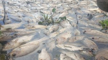 马宁尧湖数百吨鱼类死亡，损失达182.4亿印尼盾