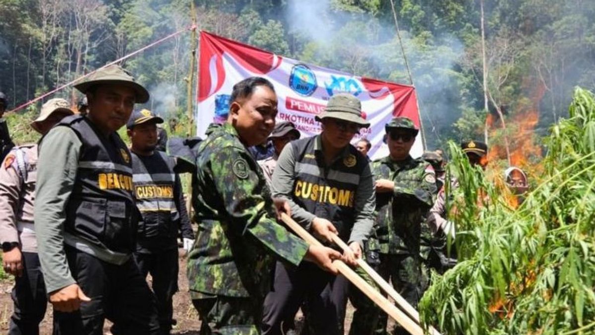 BNN Destroys 2.5 Hectares Of Cannabis Fields In Aceh Besar