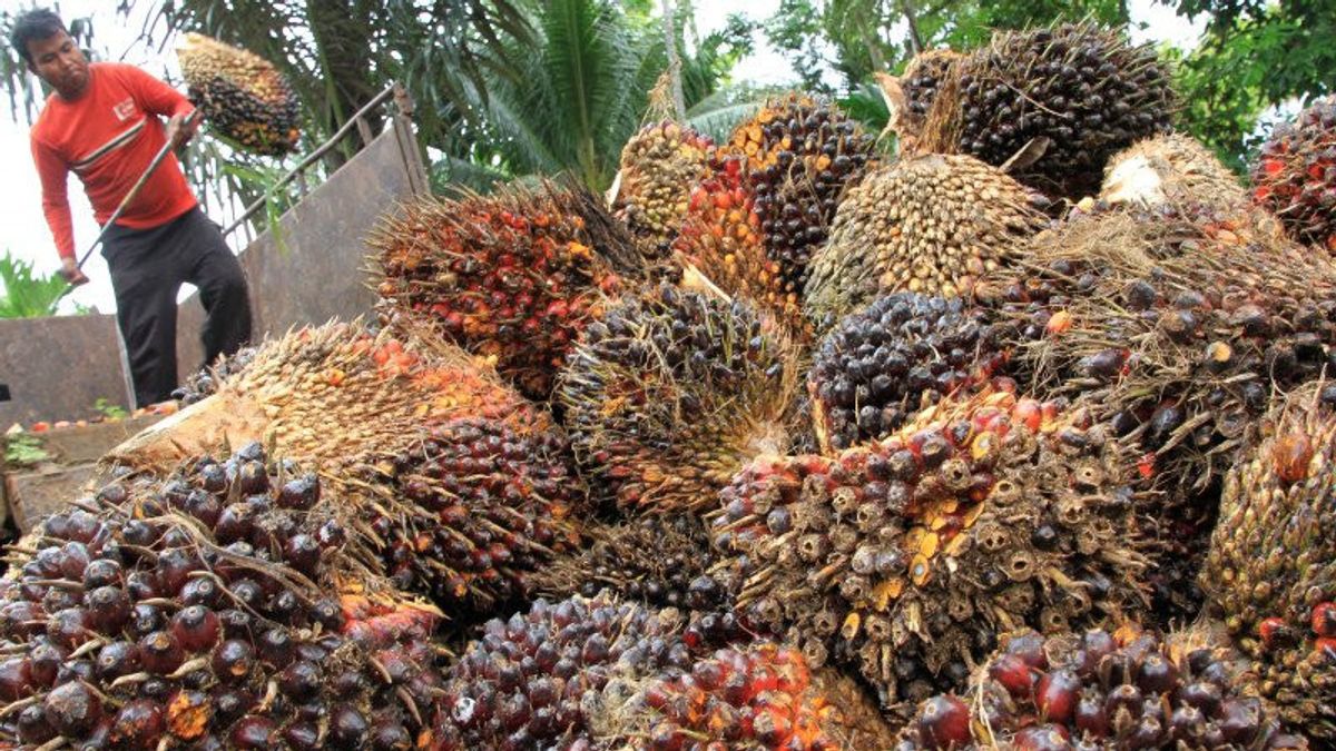 IPO10万亿印尼盾，棕榈公司希望建设食用油工厂