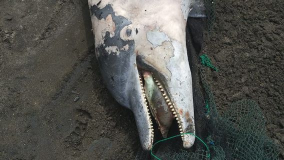 バリ島のジャンブラナ・ペブアハンビーチで見つかったバンドウイルカの死体