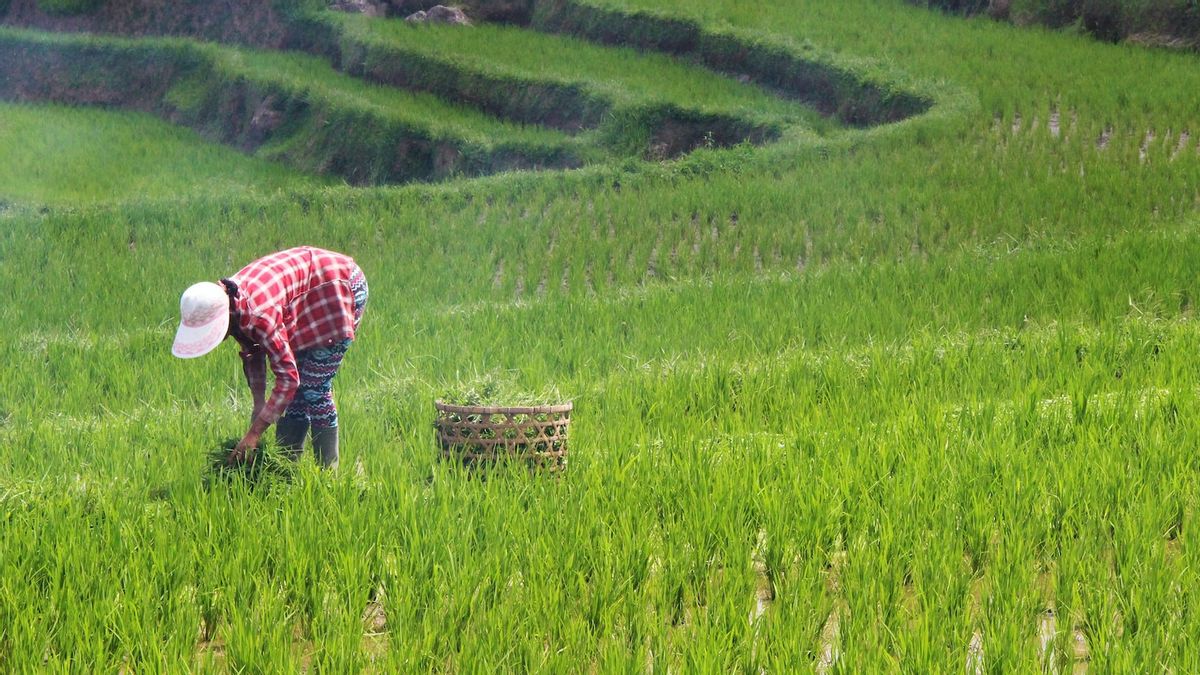 The Government Must Prepare A Strategy To Face The Soaring Food Prices For FAO Predictions