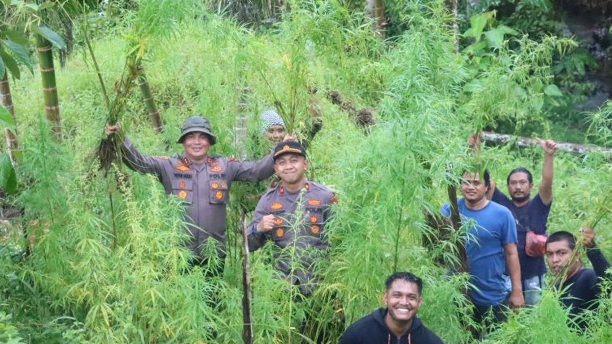 Polisi Temukan 5 Hektare Ladang Ganja di Aceh Utara