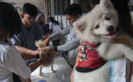 Pemprov DKI Tingkatkan Layanan Vaksinasi dan Sterilisasi Hewan Rabies