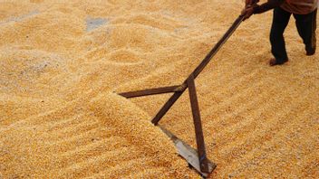 农业部长：印度尼西亚不再进口玉米，工业除外