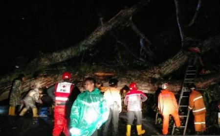 Pohon Tumbang Tutup Jalur Puncak Ciloto Cipanas