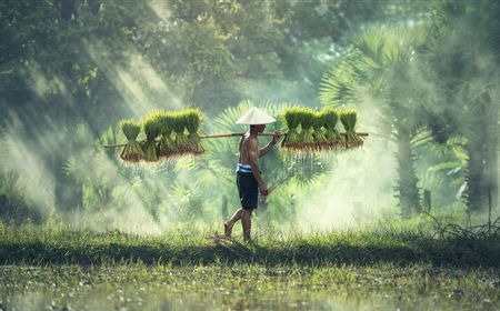 Bulog Serap 15.000 Ton Gabah dari Petani Tiap Hari untuk Cadangan di Masa Pandemi COVID-19