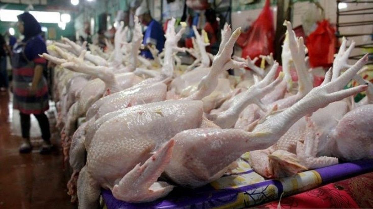 Harga Ayam di Medan Gila-Gilaan, Sudah Lebih dari Rp40 Ribu
