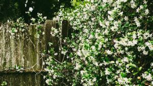 Cara Menanam dan Merawat Bunga Melati agar Tumbuh Subur