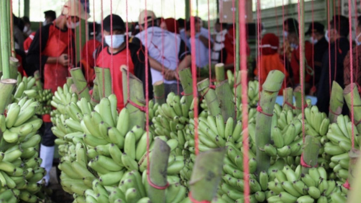 BRIN:印度尼西亚的本地香蕉300多种类型