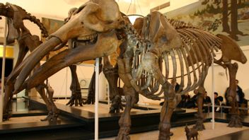 智利科学家发现了12，000年前的现代大象亲戚的遗骸