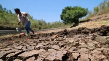 亚马逊大田急性干旱,巴西紧急状态