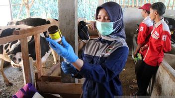 Boyolali Cares For Vaccination Of Hundreds Of Livestock To Prevent Antraks