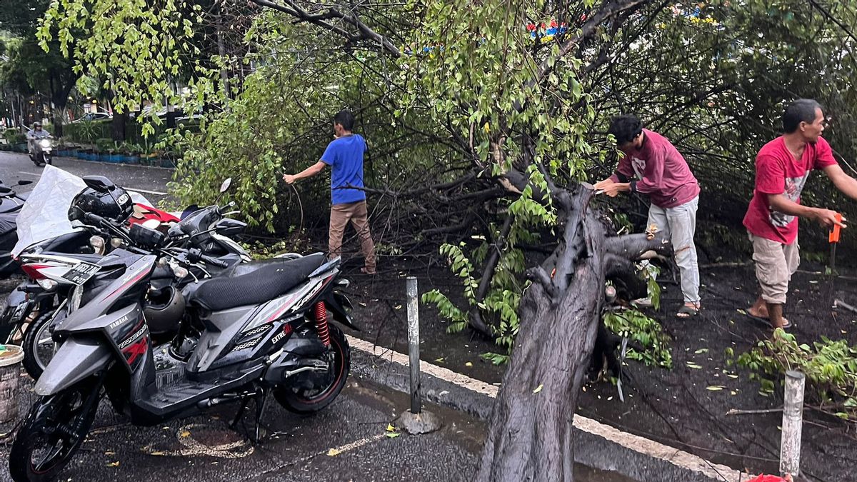 الرياح تهب أثناء هطول الأمطار ، شجرة كبيرة بجوار شرطة مترو جاكسل تومبانغ