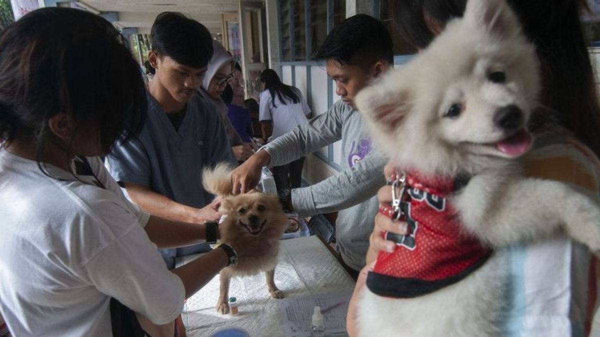 Pemprov DKI Tingkatkan Layanan Vaksinasi dan Sterilisasi Hewan Rabies