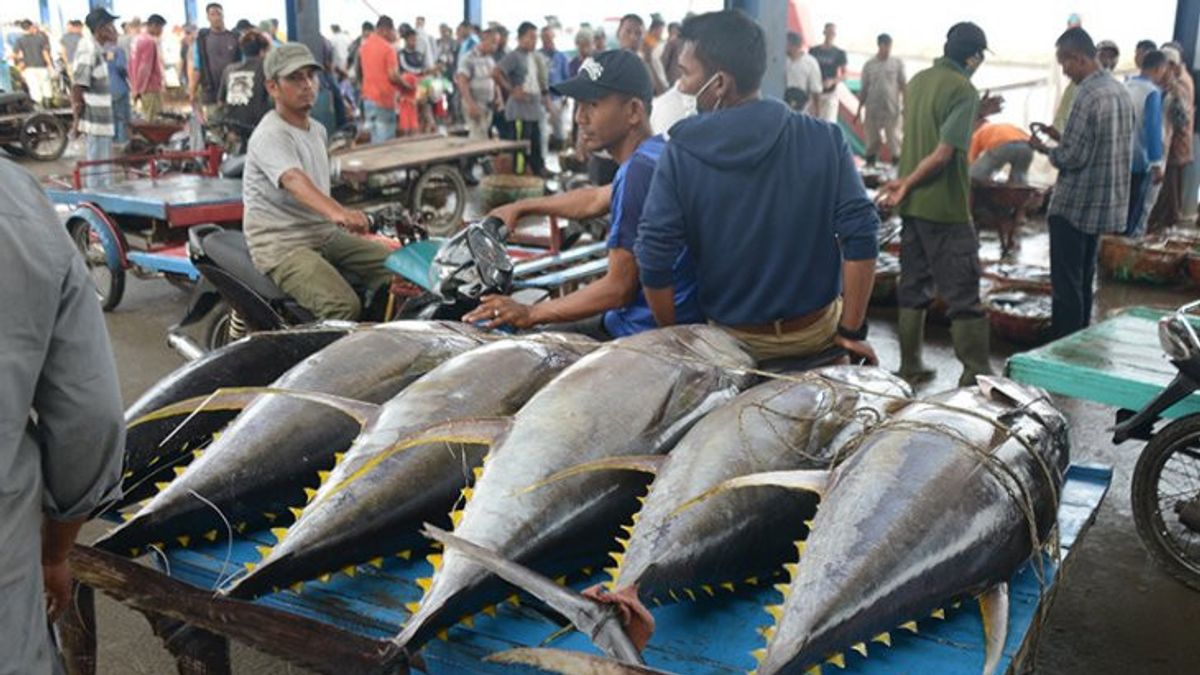 Export Of Biak Tuna Fish To Japan Capai 5.3 Tons On The First Week Of September