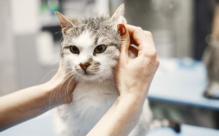 Telinga Kucing Kotor: Begini Beberapa Cara Membersihkannya