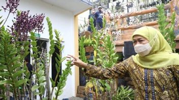 Bunga Anggrek Jatim Diharapkan Mampu Tembus Pasar Ekspor, Gubernur Khofifah: Akan Saya Upayakan Maksimal