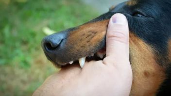 1,785 People In West Kalimantan Infected With Rabies, Health Office Asks City Regency To Form Rabies Center